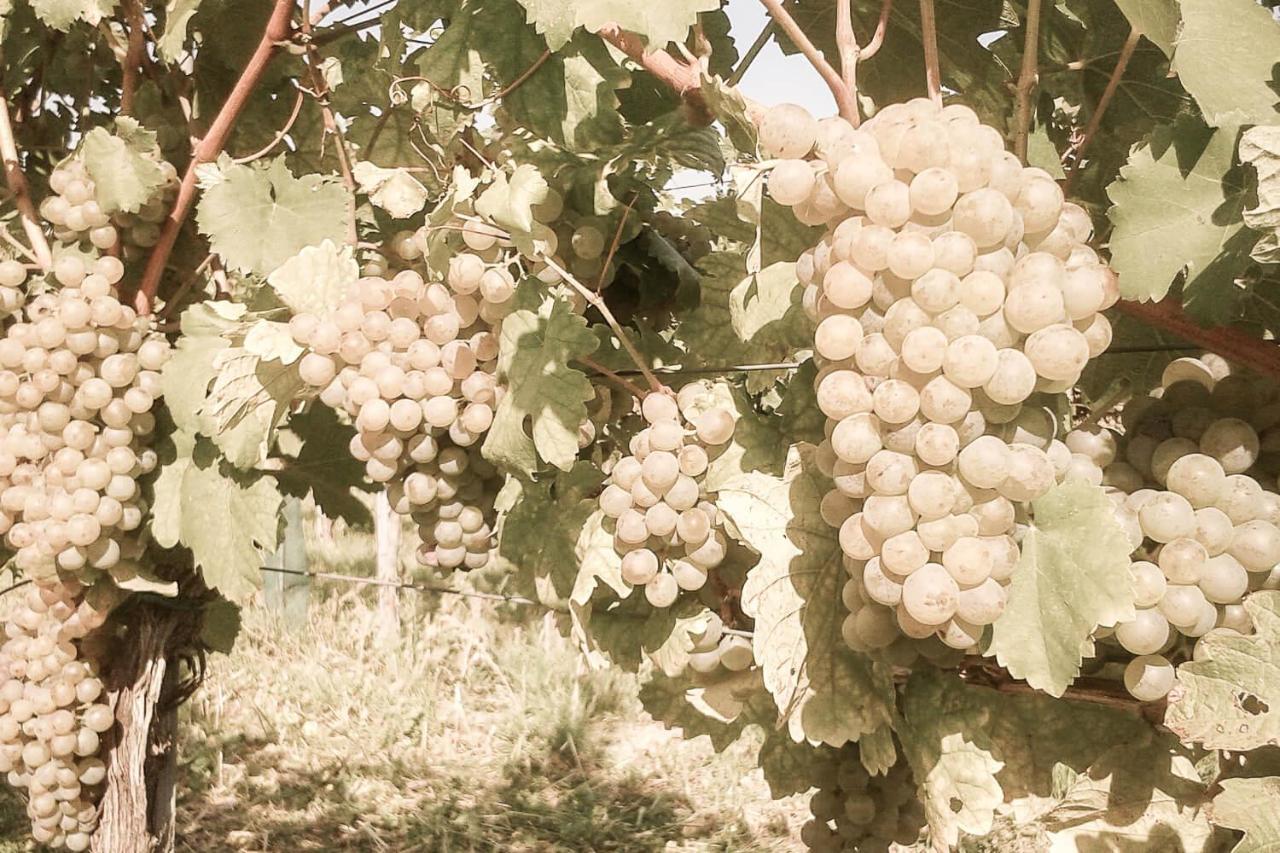 Ferienwohnung Am Weingut Eisenbock Strass  Exteriör bild